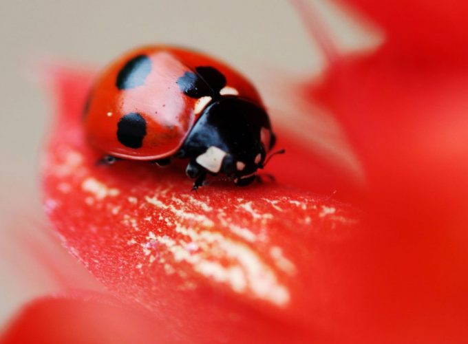 Stock Images ladybird, red, beetle, flower, Stock Images 971957373